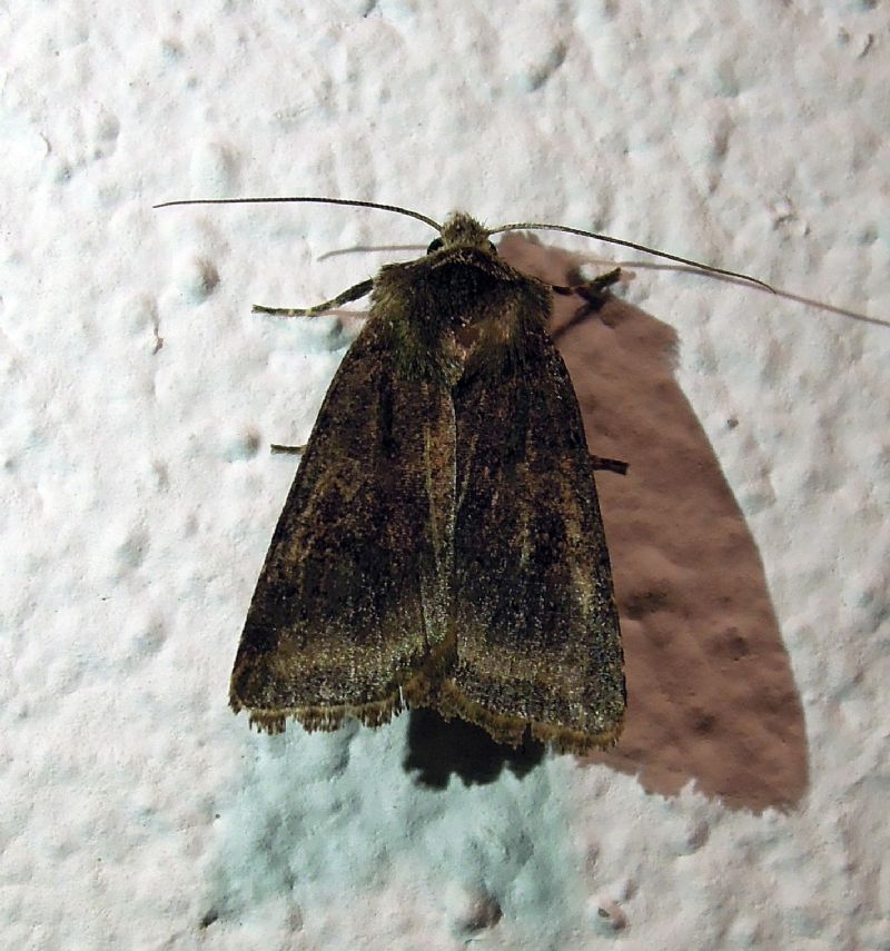 Cerastis cfr. faceta, Noctuidae